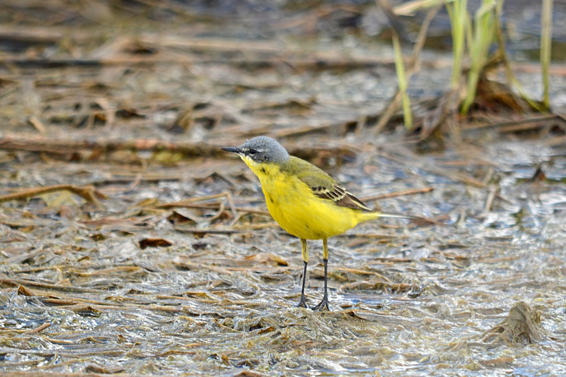 Blue-headed Wagtail - Estonia
