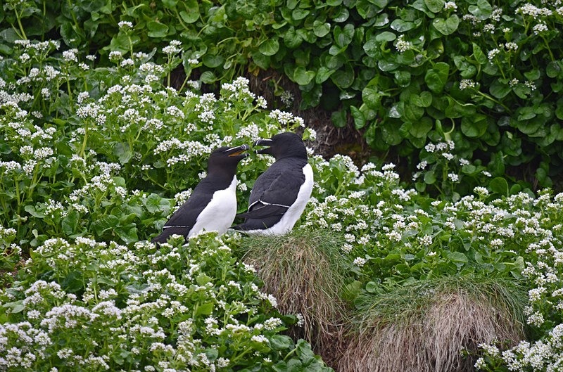 Razorbills - North Norway