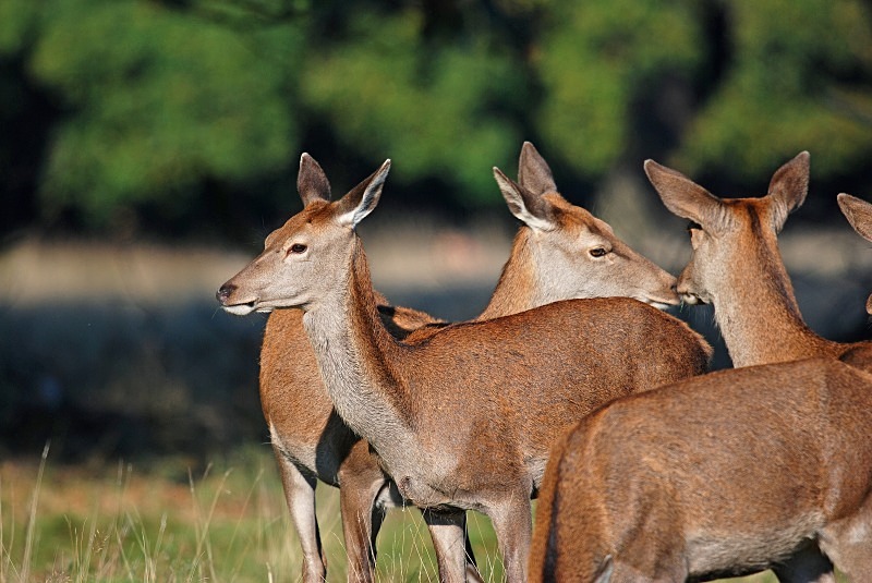 Red Deer - Red Deer
