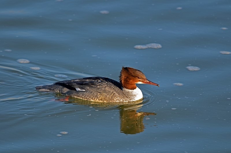 Goosander - Sawbills