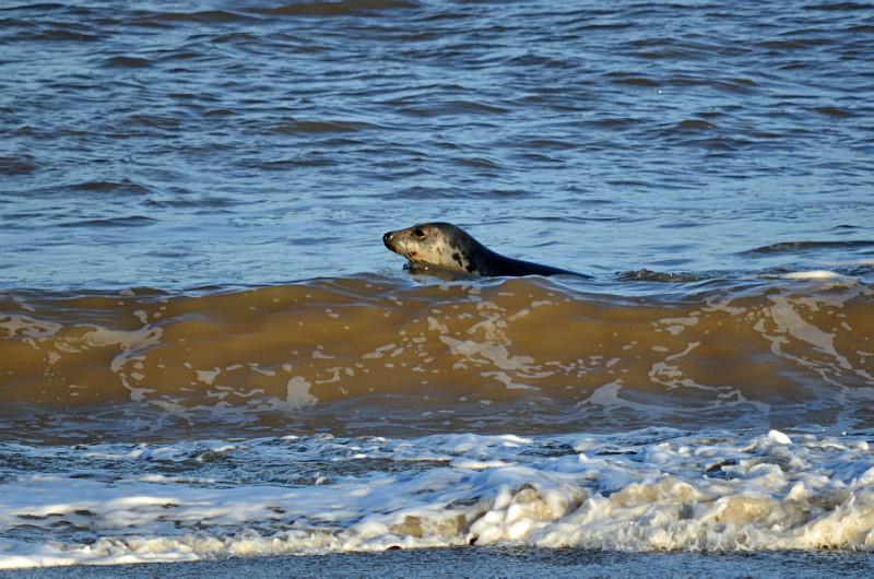 Atlantic Grey Seal - Atlantic Grey Seals