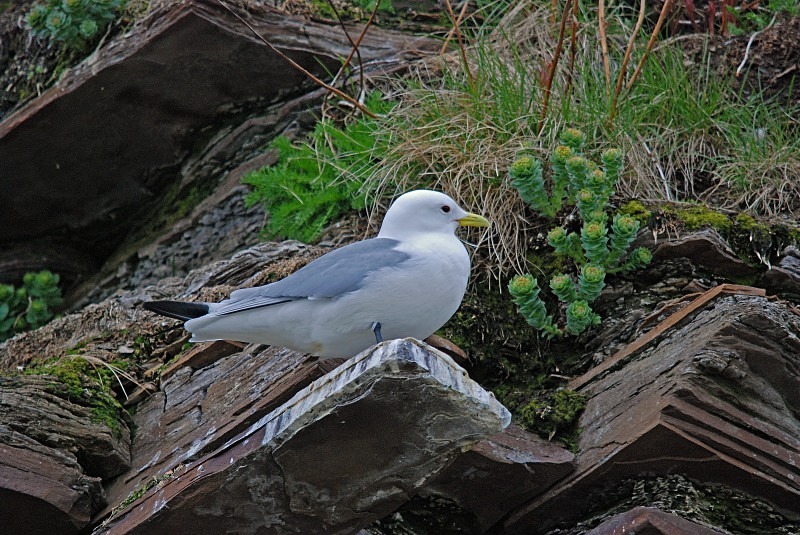 Kittiwake - North Finland and north Norway - May and June 2009