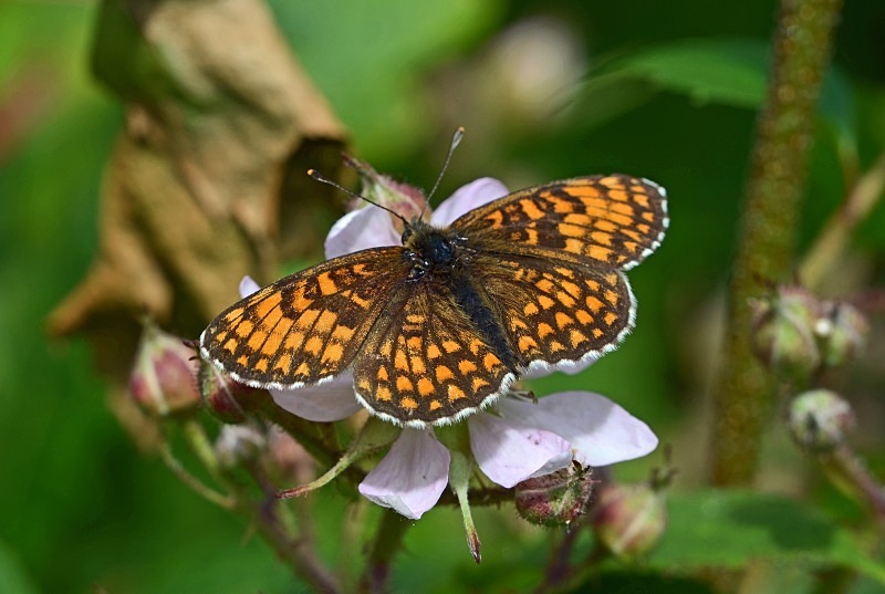 Heath Fritillary - Butterflies