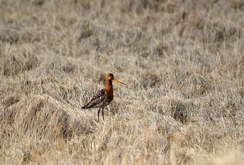 Black-tailed Godwit - Westfjords