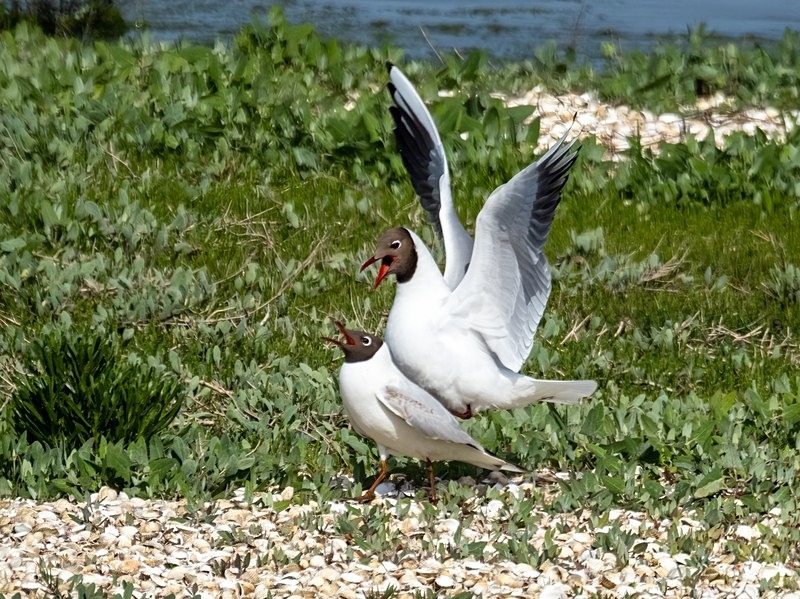 Black-headed Gulls - Gulls