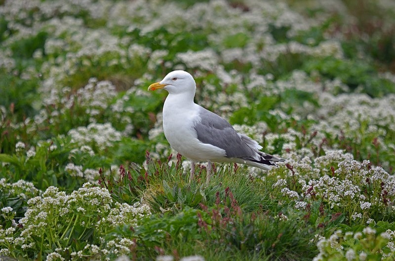 Herring Gull - North Norway