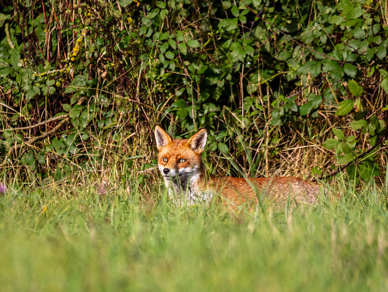 Red Fox - Latest photos