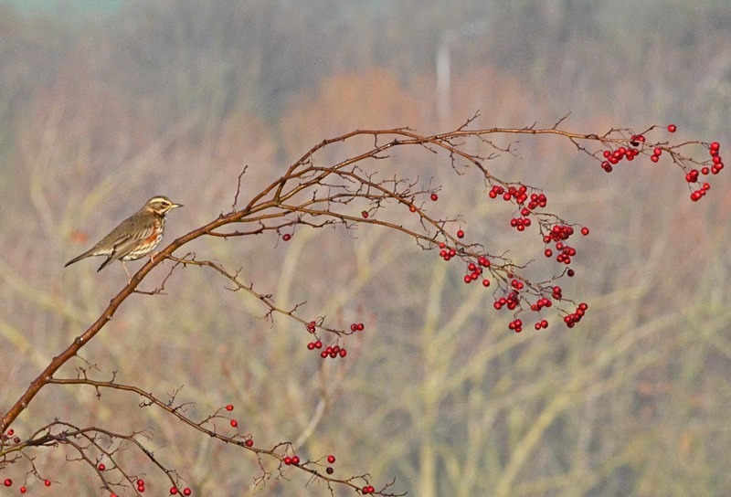 Redwing - Thrushes