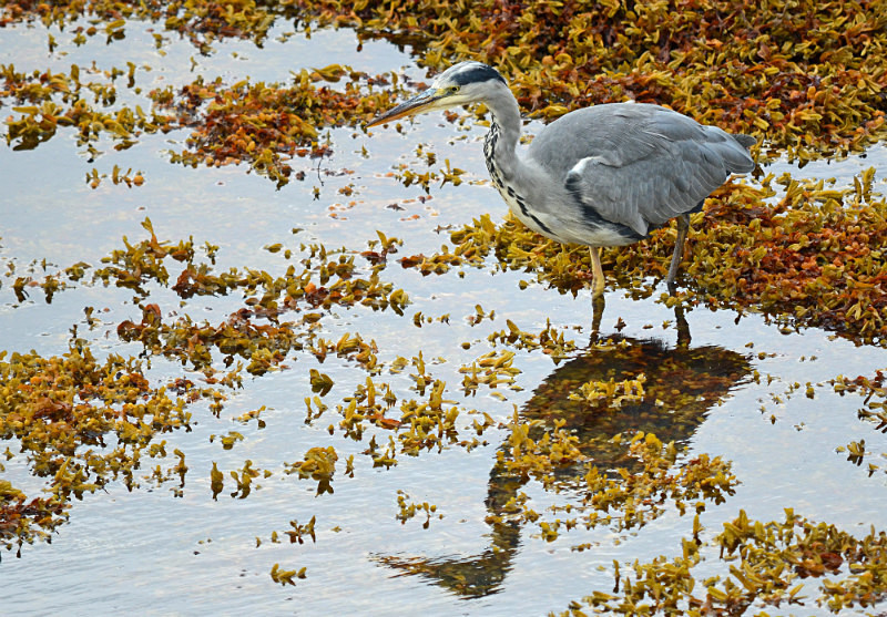 Grey Heron - Herons and egrets