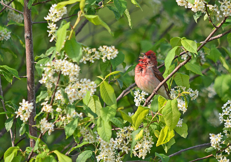 Common Rosefinch - Estonia