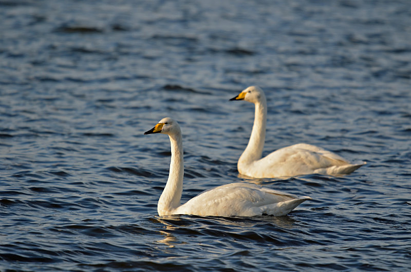 Whooper Swans - Whooper and Bewick's Swans