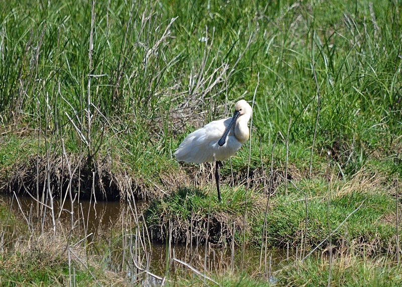 Spoonbill - South and west Spain - April and May 2012
