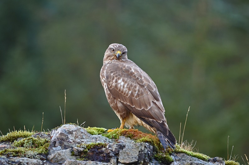 Common Buzzard - Birds of prey