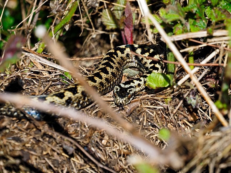 Adder - Snakes