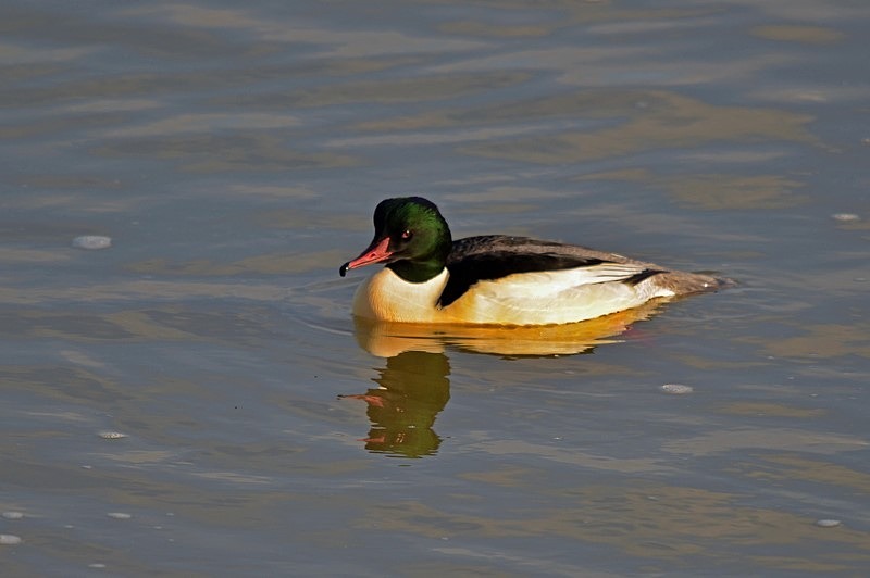 Goosander - Sawbills