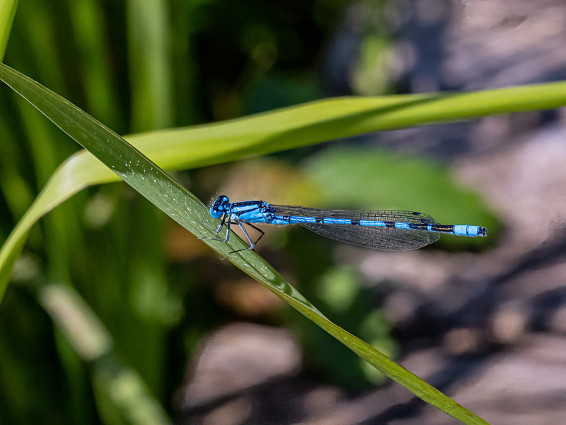 Common Blue Damselfly - Latest photos