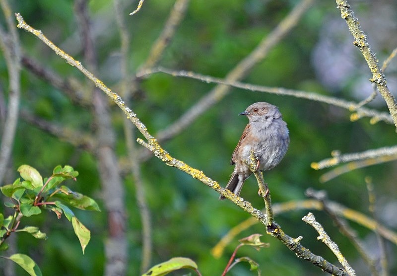 Dunnock - Dunnocks