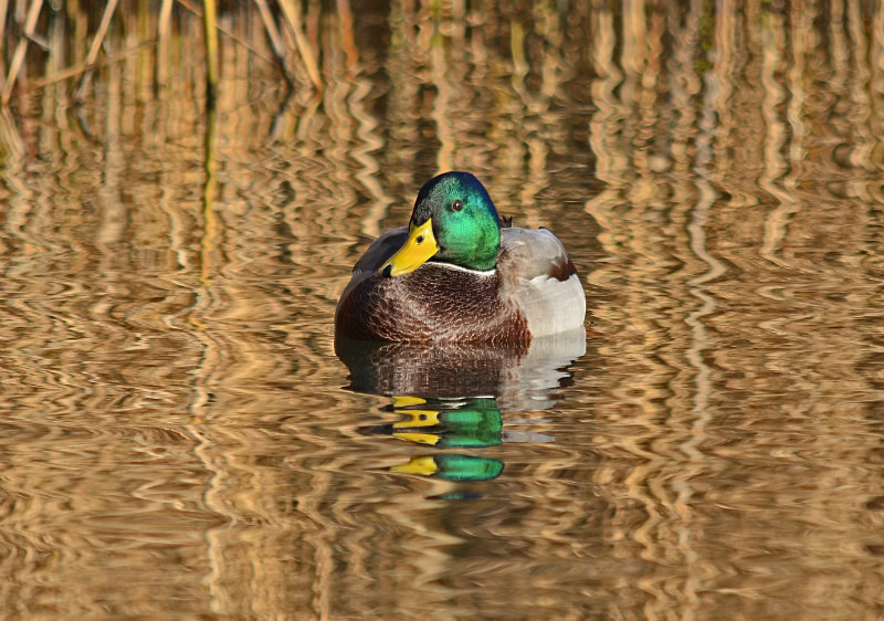 Mallard - Dabbling ducks