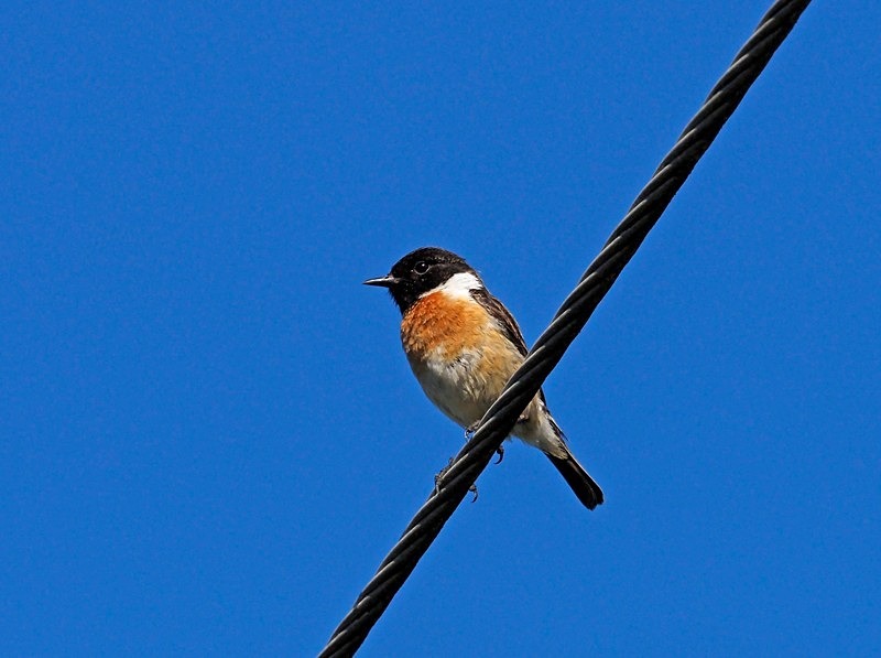 Stonechat - Chats