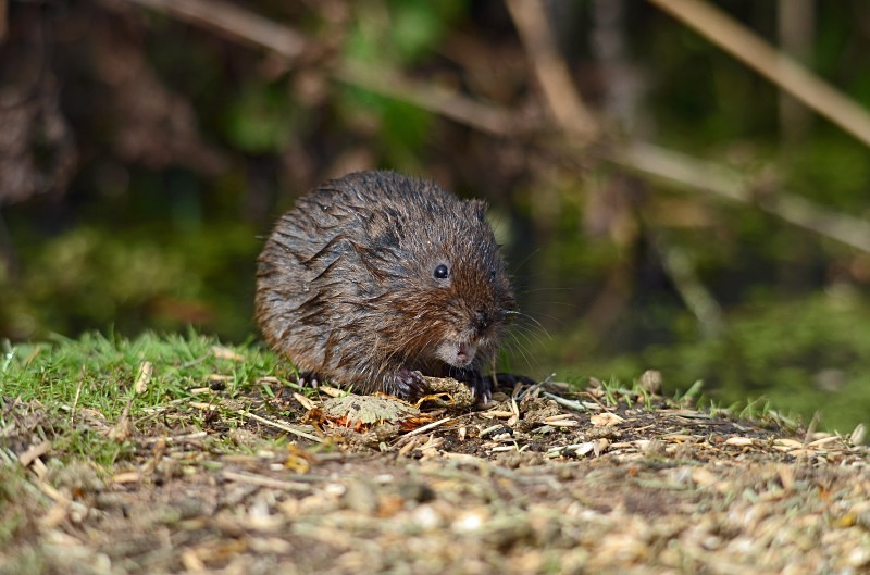 Water Vole - Water Vole
