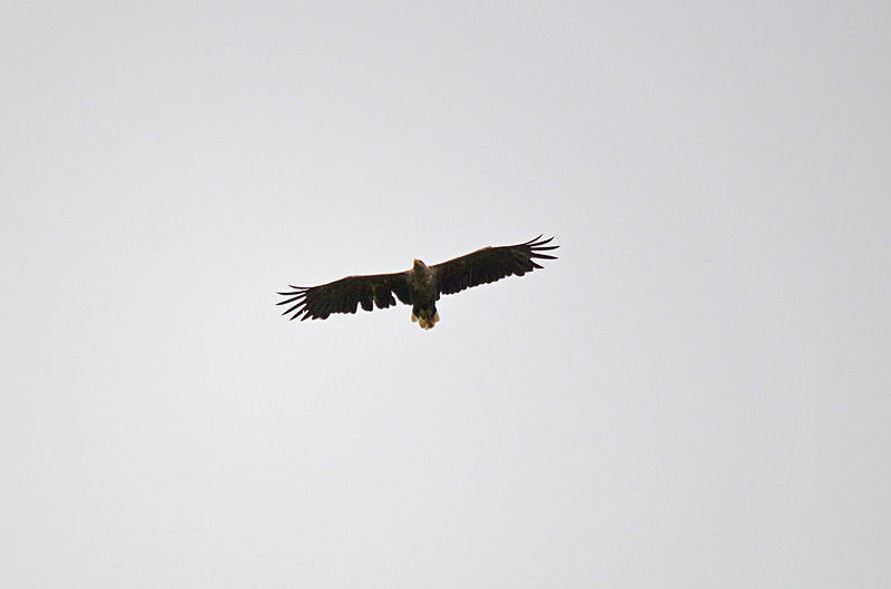 White-tailed Eagle - Birds of prey