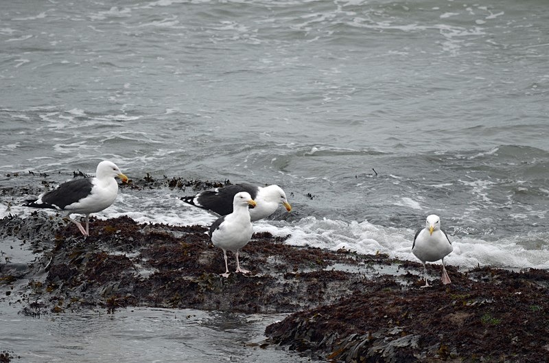 Great Black-backed Gulls - Ireland - January and February 2020