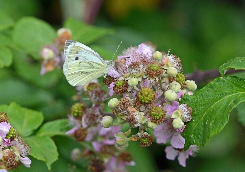 Green-veined White - Butterflies