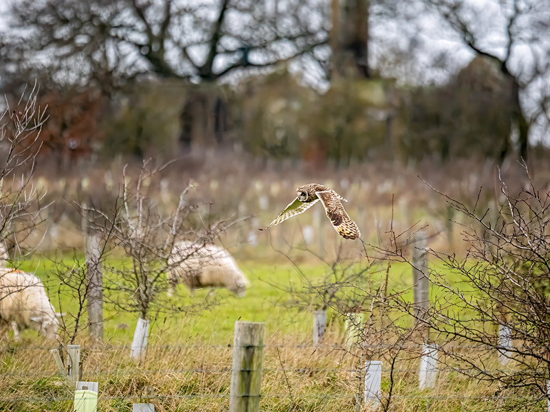 Short-eared Owl - Latest photos