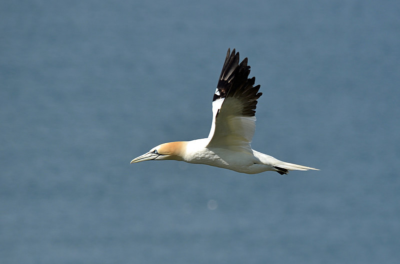 Gannet - Gannets