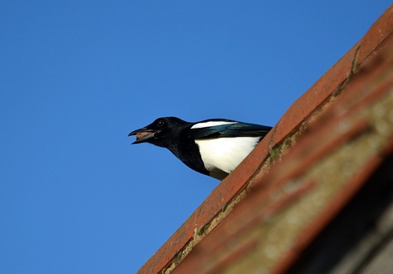 Magpie - Crows