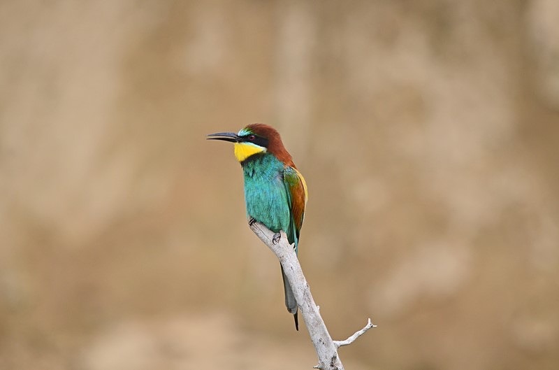 European Bee-eater - Bulgaria