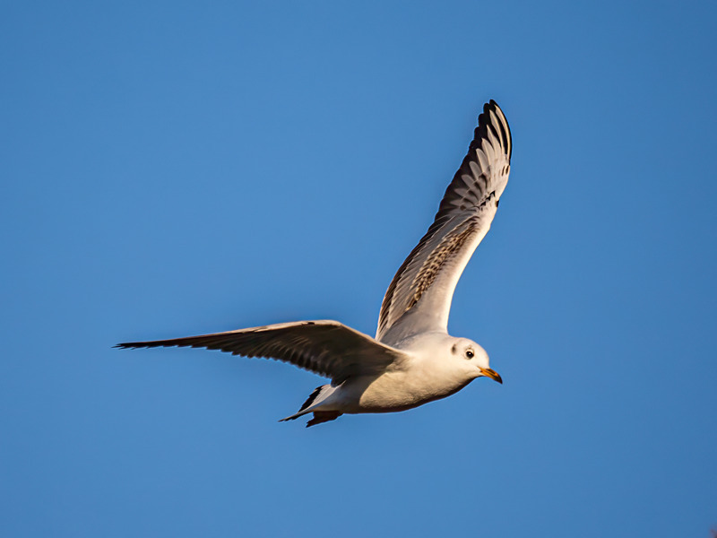 Black-headed Gull - Latest photos