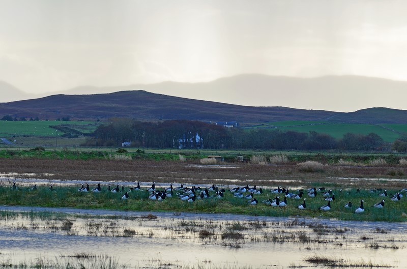Barnacle Geese - Black geese