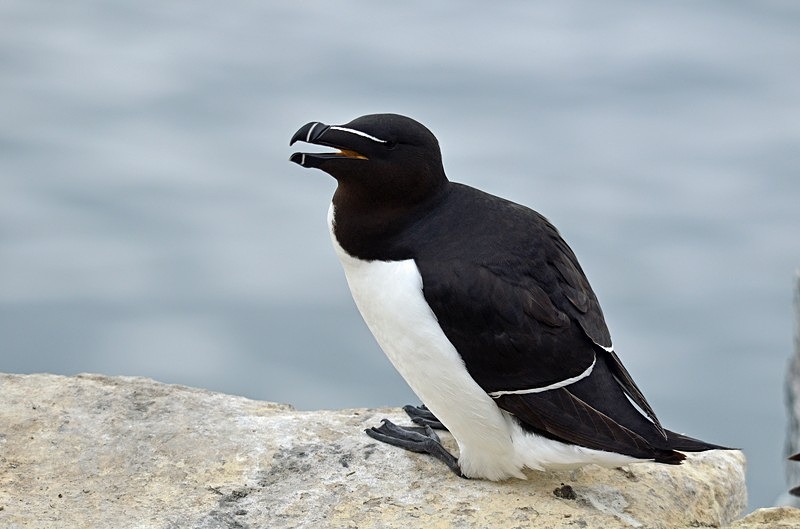 Razorbill