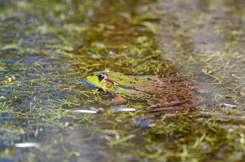 Marsh Frog - Frogs and toads