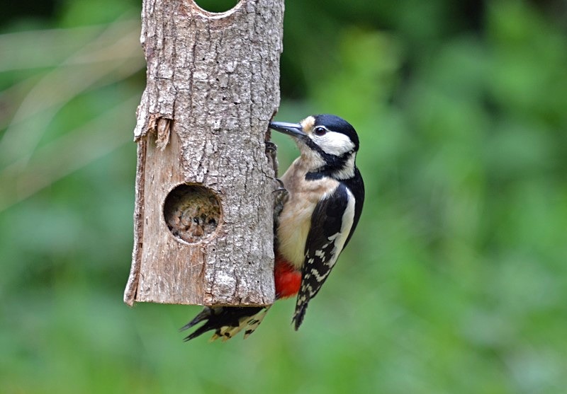 Great Spotted Woodpecker - Woodpeckers