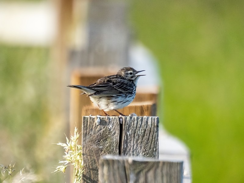 Meadow Pipit - Pipits