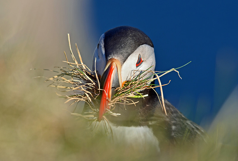 Puffin - Westfjords