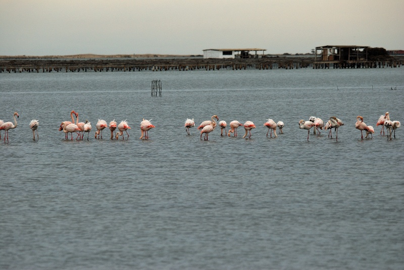 Greater Flamingos - Catalunya