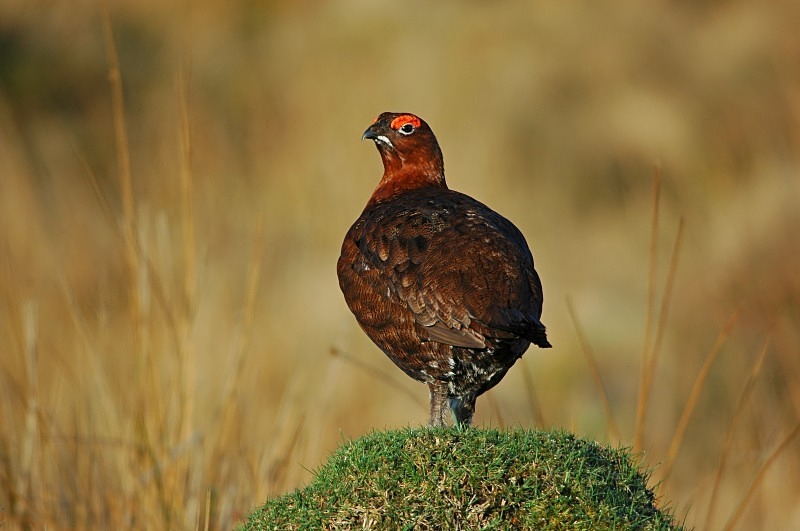 April 2007 - Red Grouse - Photos of the month