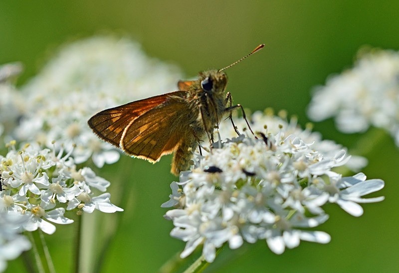 Large Skipper - Butterflies