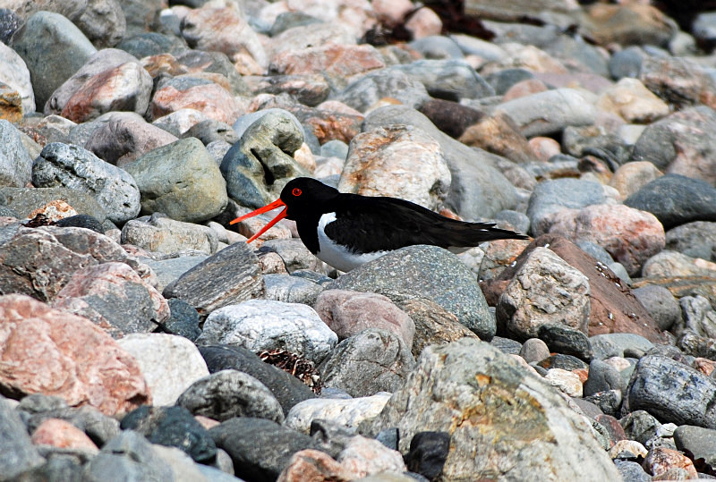 Oystercatcher - Oystercatchers