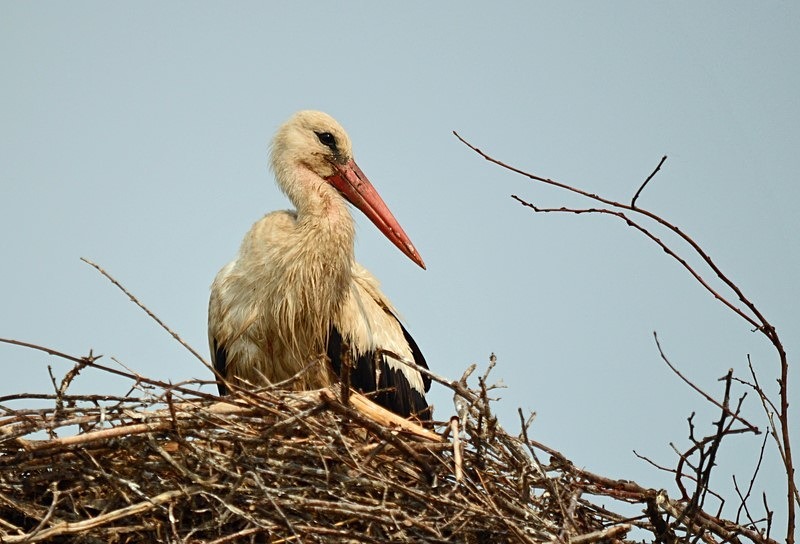 White Stork - Romania