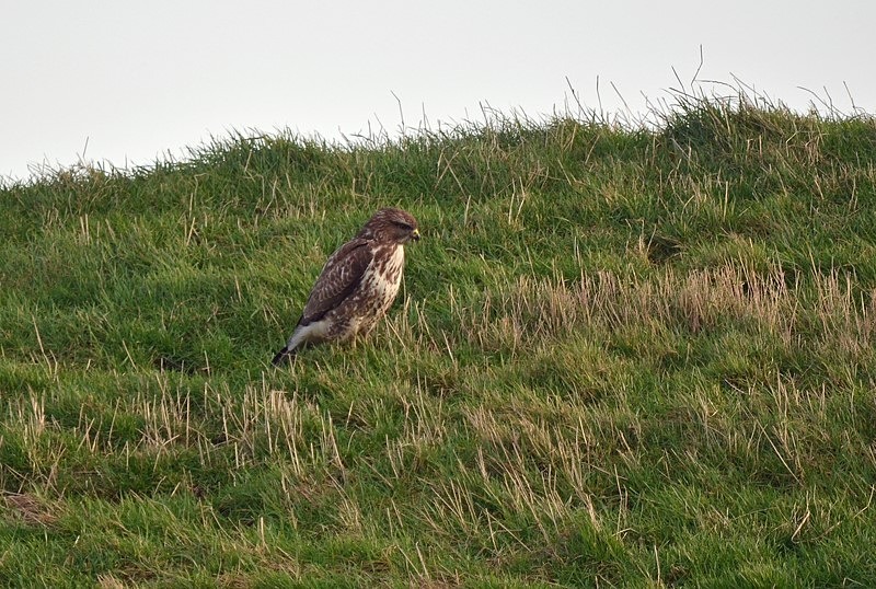 Common Buzzard - Netherlands - December 2019