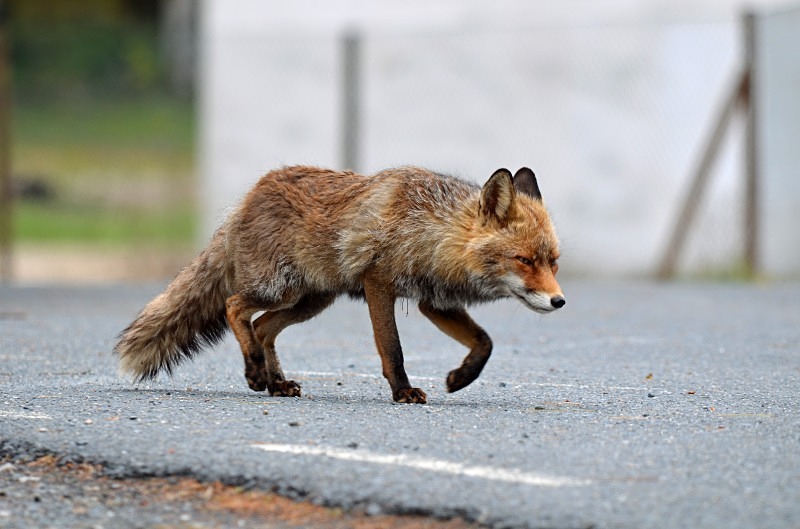 Red Fox - South and west Spain - April and May 2012