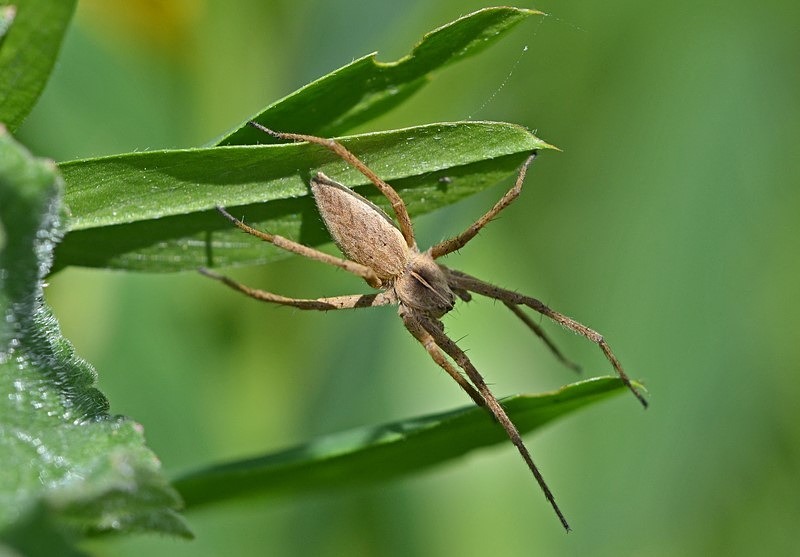 Nursery Web Spider - Insects, beetles, spiders, etc.