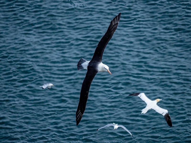 Black-browed Albatross - Albatrosses