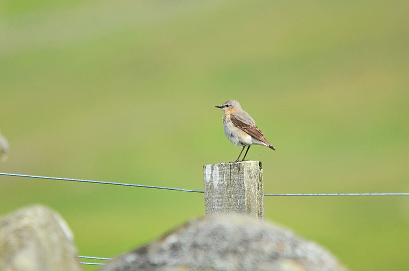 Northern Wheatear - Chats