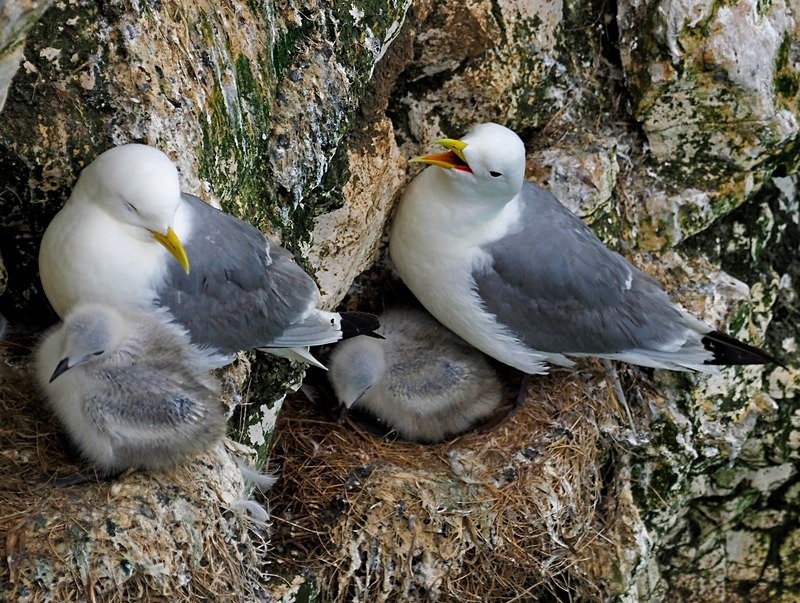 Kittiwakes - Gulls