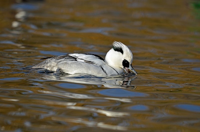 Smew - Sawbills